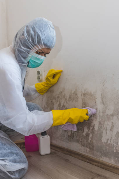 Best Emergency Mold Remediation  in Blacklick Estates, OH