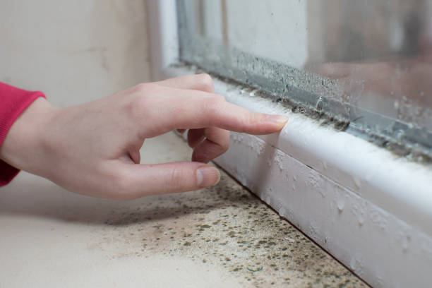 Best Water Damage & Mold Remediation  in Blacklick Estates, OH